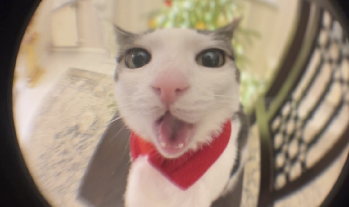 Crunchycat Luna tweet media