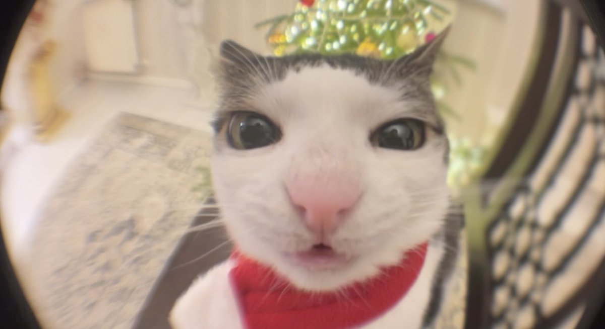 Crunchycat Luna tweet media