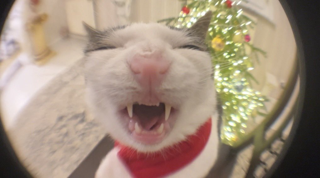 Crunchycat Luna tweet media