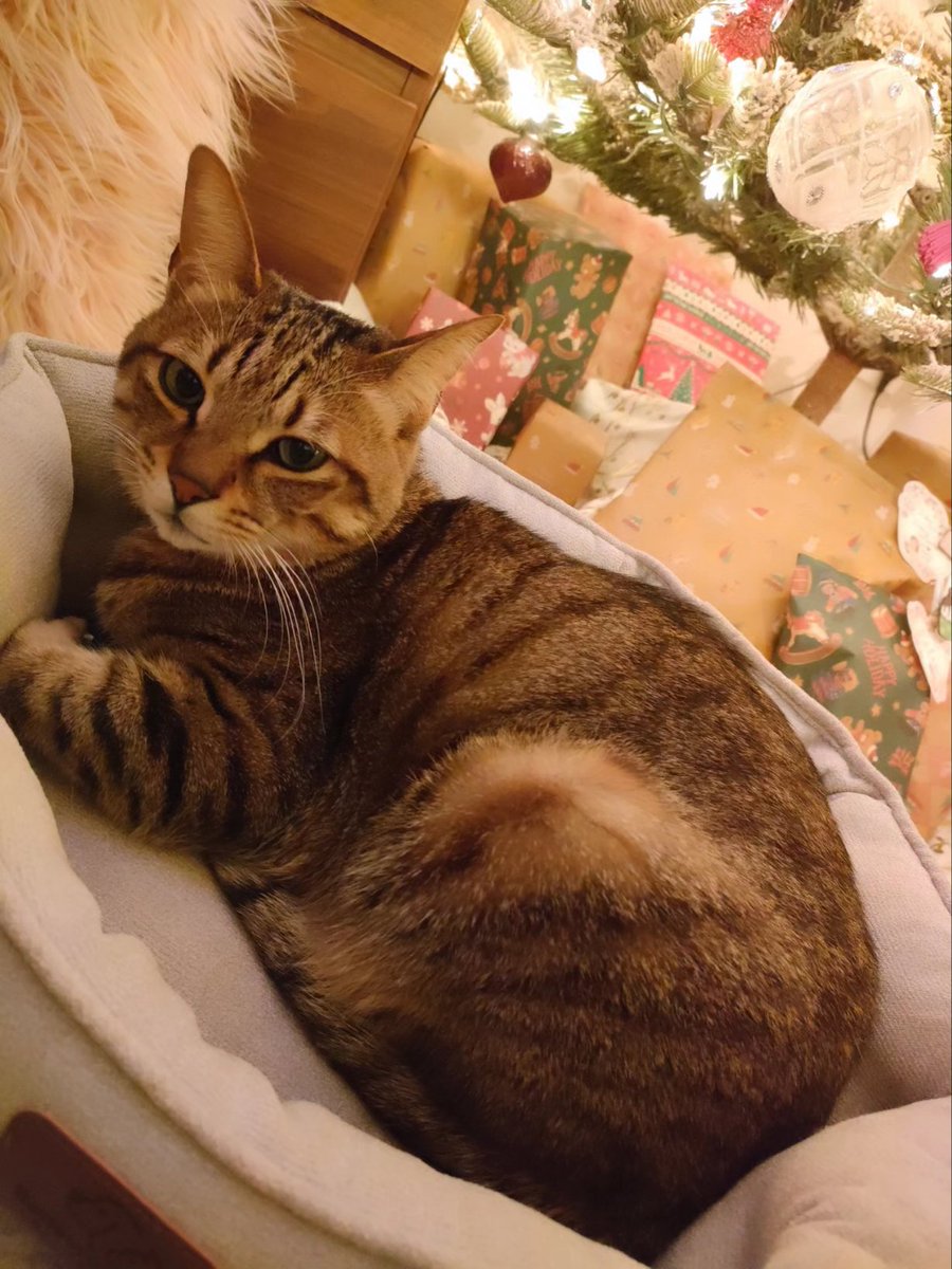 MATCH_1217's tweet photo. Merry Christmas!!😻🎄✨🎁💖 https://t.co/5RzaCr8mpV