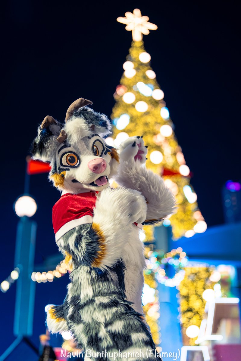 Marble_dcollie's tweet photo. Merry Christmas and a Happy Holidays everyone 🥰
🪡 : @AlphaDogsStudio
📷 : @callmenoop https://t.co/SjdzncMYdH