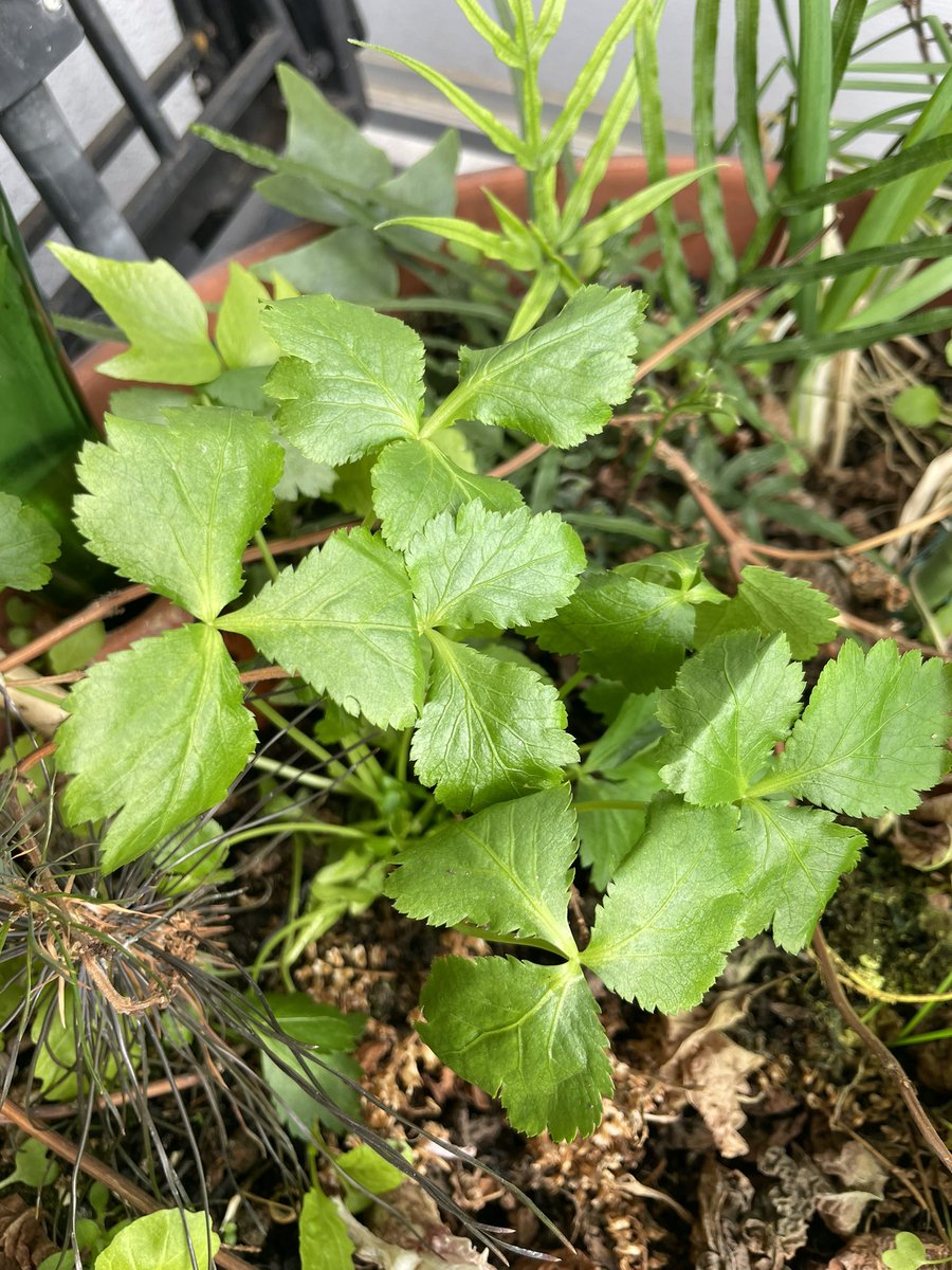 ayafarm2022's tweet photo. 普段、あまり使わないけど、欲しい時に見つからない無農薬栽培の三つ葉。

そんな三つ葉の無農薬の苗が売られていたので、即購入😍

半分に分けて、お部屋とベランダの鉢に植えてみました♬

#家庭菜園
#プランター自然農
#ベランダ菜園
#お部屋菜園
#ベランダ菜園記録
#三つ葉 https://t.co/su4vLoiOLz