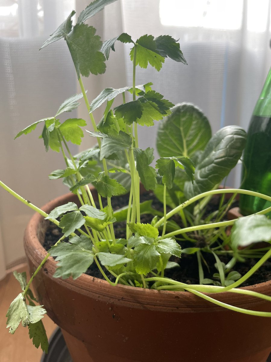 ayafarm2022's tweet photo. 普段、あまり使わないけど、欲しい時に見つからない無農薬栽培の三つ葉。

そんな三つ葉の無農薬の苗が売られていたので、即購入😍

半分に分けて、お部屋とベランダの鉢に植えてみました♬

#家庭菜園
#プランター自然農
#ベランダ菜園
#お部屋菜園
#ベランダ菜園記録
#三つ葉 https://t.co/su4vLoiOLz