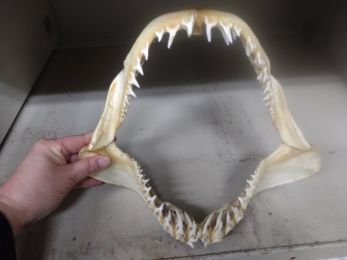 S先生の遺品、アオザメの顎でござる (有識者の方、上下逆だったら