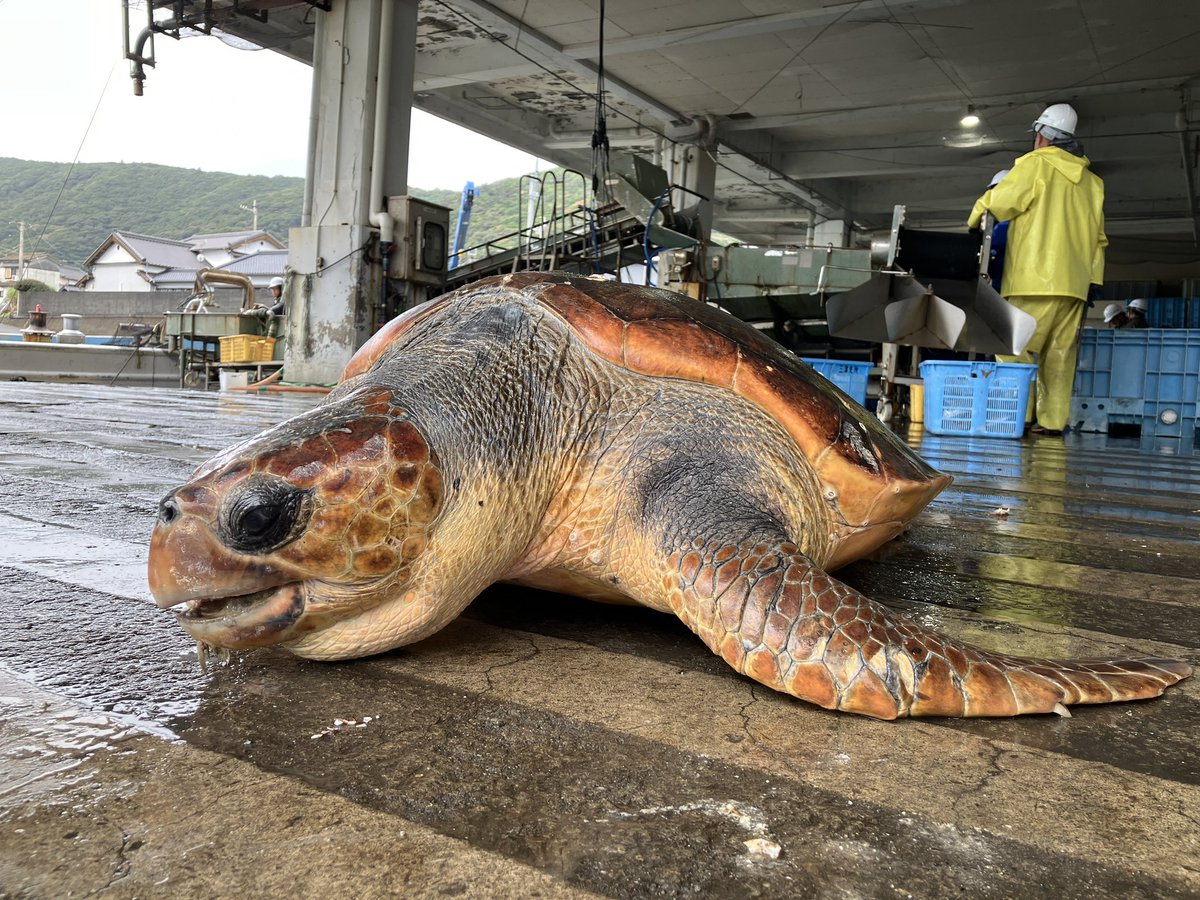 アカウミガメ剥製 ウミガメ剥製