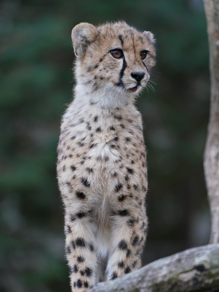 チータページ Zebra ZXP Series 7 How-To: Clean the Feeder Path - YouTube