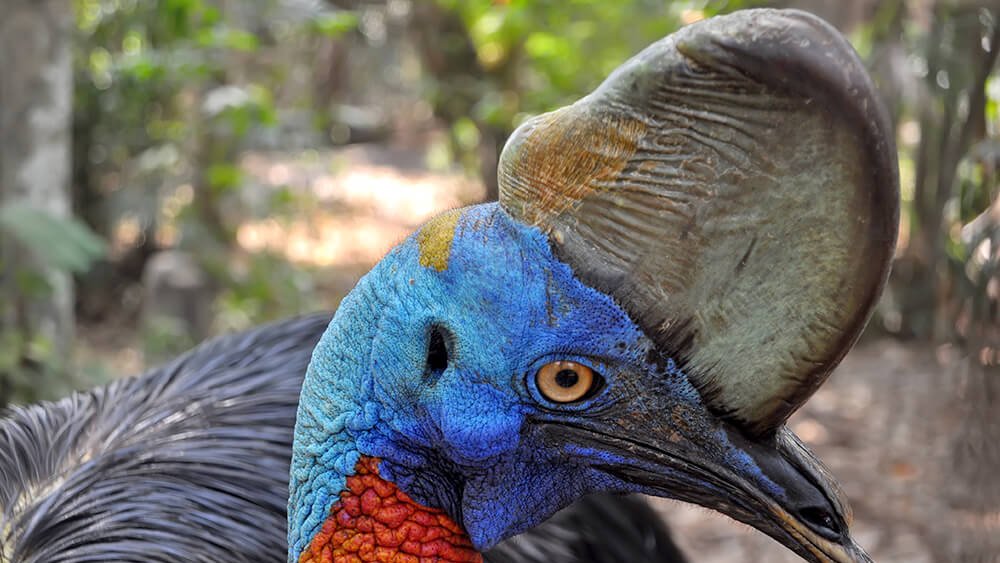 🚨⚠️ They’ve killed only two people on record (Australia, 1926 • Florida, 2019).

Yet the Southern Cassowary 🐦is still listed by Guinness as the world’s most dangerous bird—and the velociraptor comparison isn’t hype. This isn’t a killer by body count. It’s a killer by design.