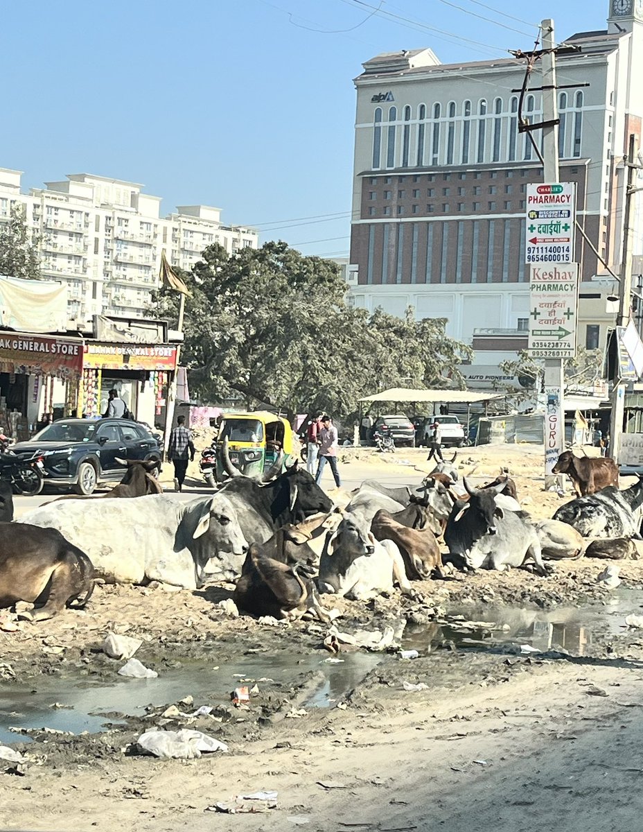 Jyotsananirula's tweet photo. @MunCorpGurugram @OfficialGMDA @pcmeenaIAS @PradeepIAS_HR @NayabSainiBJP @PMOIndia What’s the point of appointing RS Enterprises to remove stray cattle when they can’t do anything without MCG officials? Look at the filth, ness.Sector 66/67 Gurugram #NotASwachchGurugram https://t.co/KFNc6voWJi