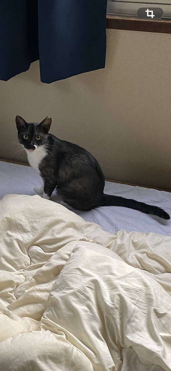 のんきげんきページ のんきの🐸 (@nonkino) / Posts / X