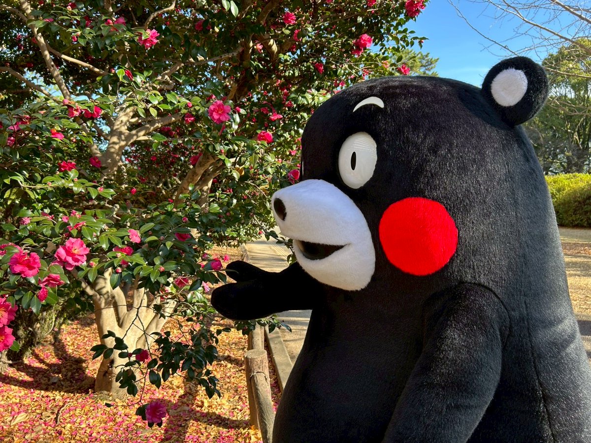 くまモン【公式】 (@55_kumamon) / Posts / X