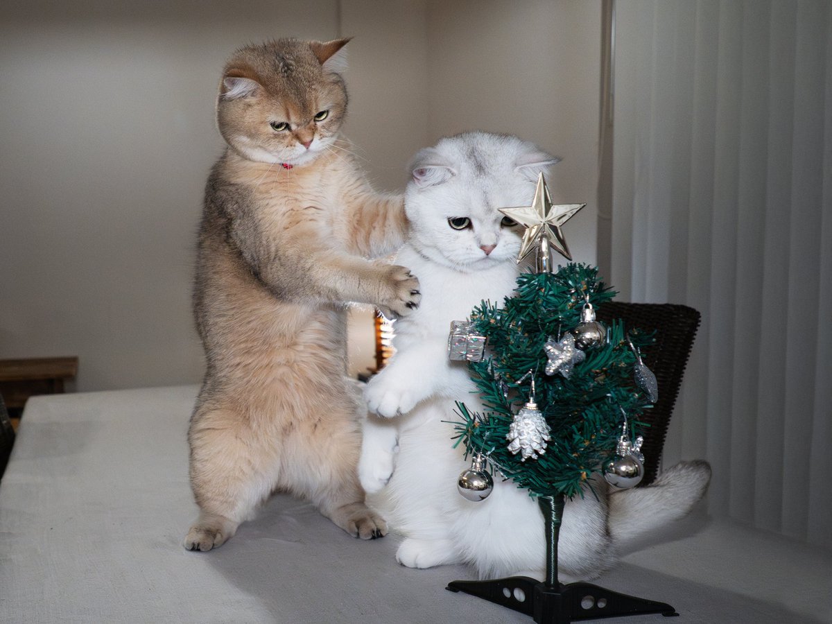 MARCO 🟡写真集「メイ先輩」🟡 (@marco74444) / Posts / X