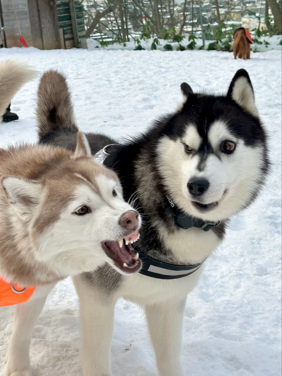 ®️様確認ハスキー　ラブラドール　龍 様確認ハスキーラブラドール龍
