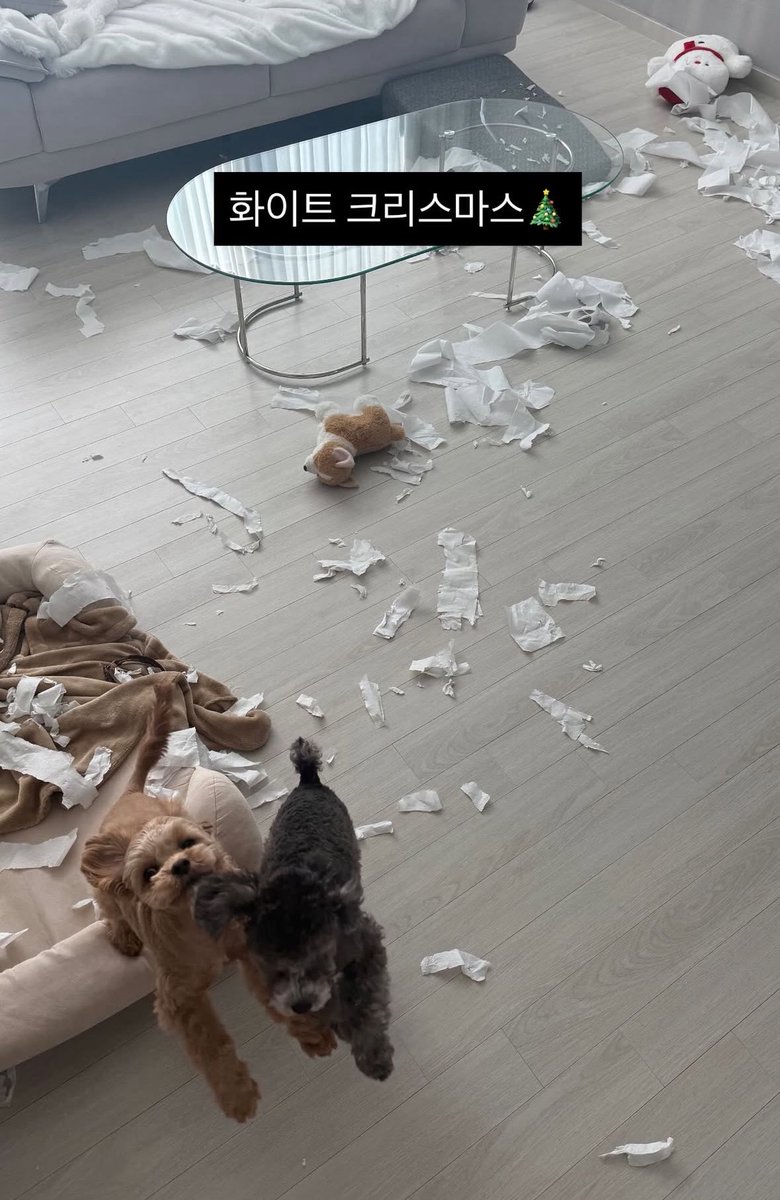 창용이네 멍뭉이들 엄청난 놀이를 했나본데ㅋㅋㅋㅋㅋㅋㅋㅋㅋㅋㅋㅋㅋㅋㅋㅌㅌㅌㅌ
화이트크리스마스 이런다 ㅋㅋㅋㅋㅋㅌ ㅋ  ㅋㅋㅋㅋ ㅋㅋ ㅋ ㅋ ㅋ  ㅋ ㅌ ㅌㅌ ㅌ ㅌ