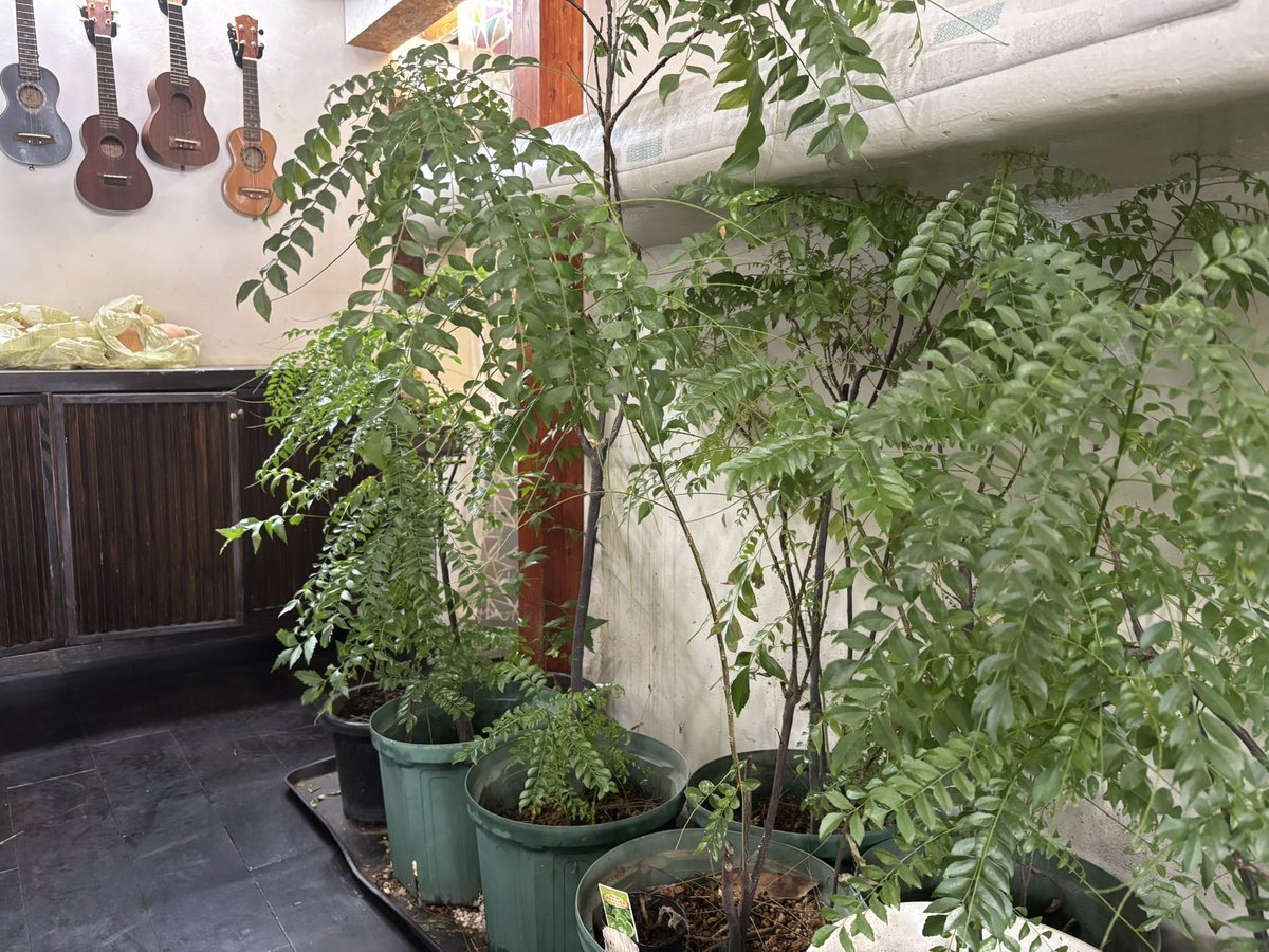 イエロームング
美味しかったー