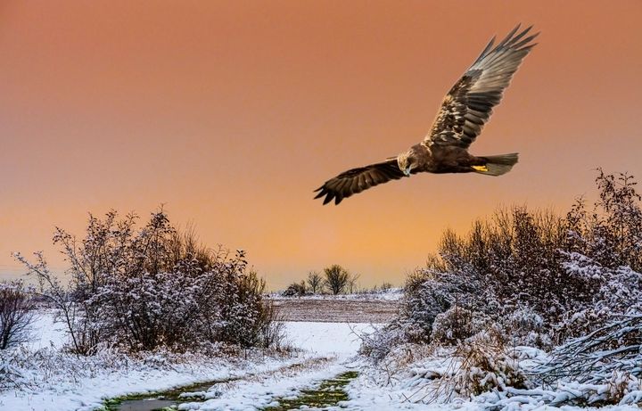 Art of the Day! "Hunter in the morning sun". Buy at: ArtPal.com/nortoncliff?i=…