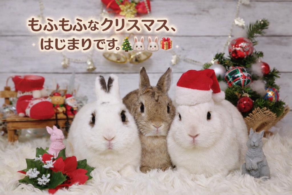 wpadgdg's tweet photo. @shoji_7 うりさんこんにちは🐰
数年前のクリスマスの写真
AI様にお願いして
夢の3匹一緒の写真✨️
この前描いて貰った宝物の絵の次にちょっとテンション上がりました(笑)
飼い主の自己満足😜 https://t.co/iajJhBVeII