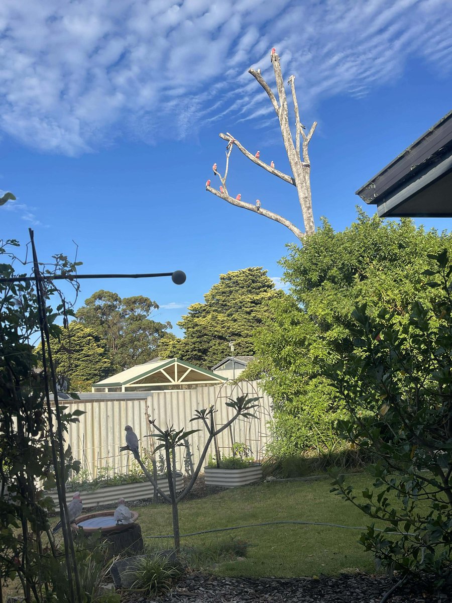 David Gozzard tweet media