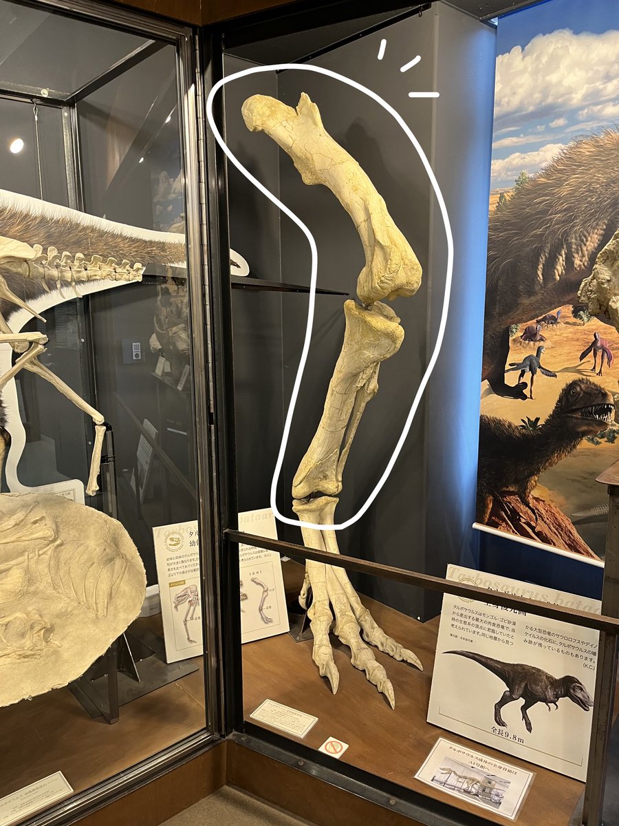 岡山理科大学 恐竜学博物館 tweet media