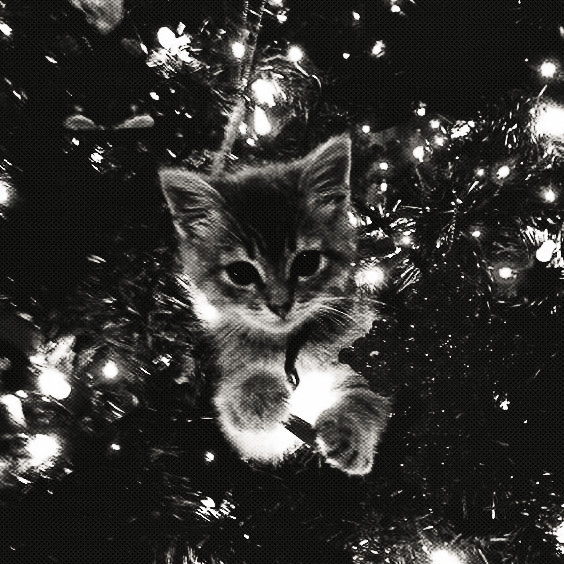 Mahalaya Auriga. tweet media