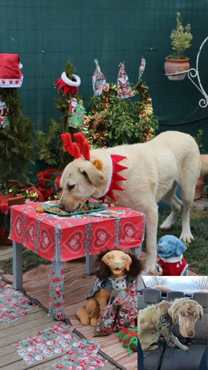 DogDeskAction's tweet photo. Happy Christmas from Gül 🎄🐾
Once, she could never have dreamed of a feast like this. Abandoned in a forest, so hungry she ate soil just to quiet the pain.
Today, she knows warmth, safety, and love thanks to you❤️✨
#HappyChristmas #FromHungerToHope https://t.co/u5eHIY3ESL