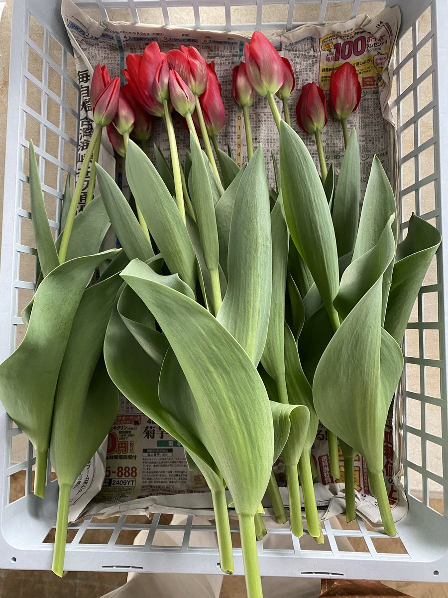 Post by もっさん on X: チューリップ