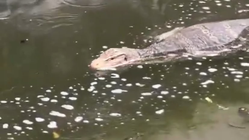 behelkyungsoo's tweet image. Next COD megalodon