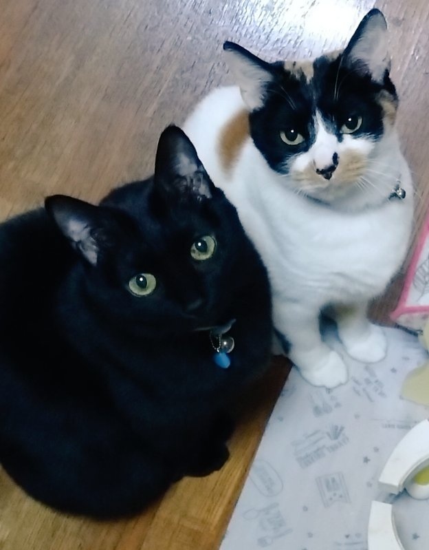 みけねこ。 (@mike_myi) / Posts / X