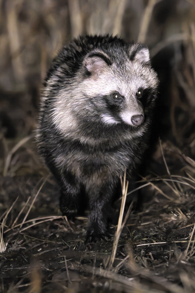 昨日イノシシの後に出てきた個体別の子でした。 もう訳分からん