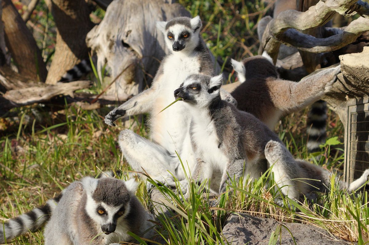 ときわ動物園（公式） (@tokiwazoo) / Posts / X