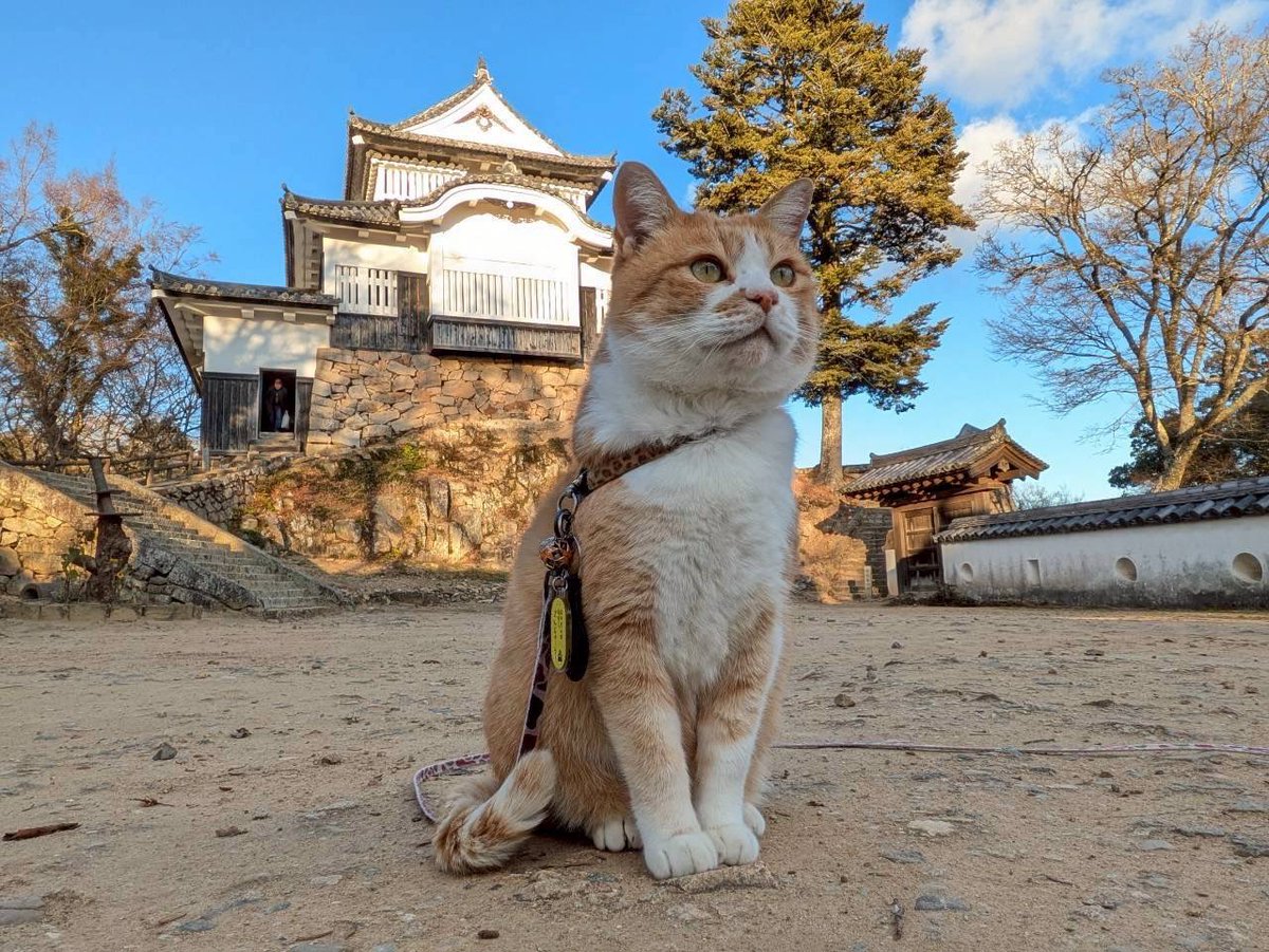 備中松山城 猫城主 さんじゅーろー (@sanju_ro_) / Posts / X