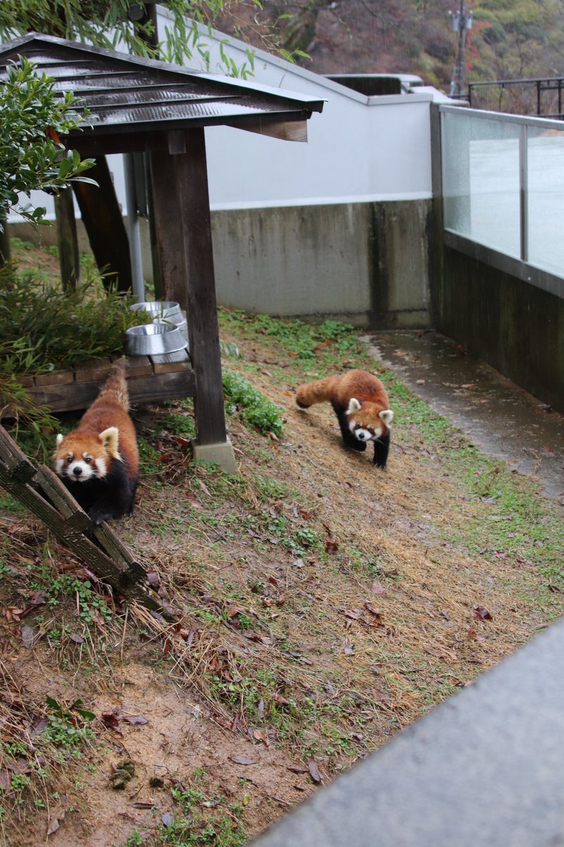 シール配りjoy93 (@joy93_redpanda) / Posts / X