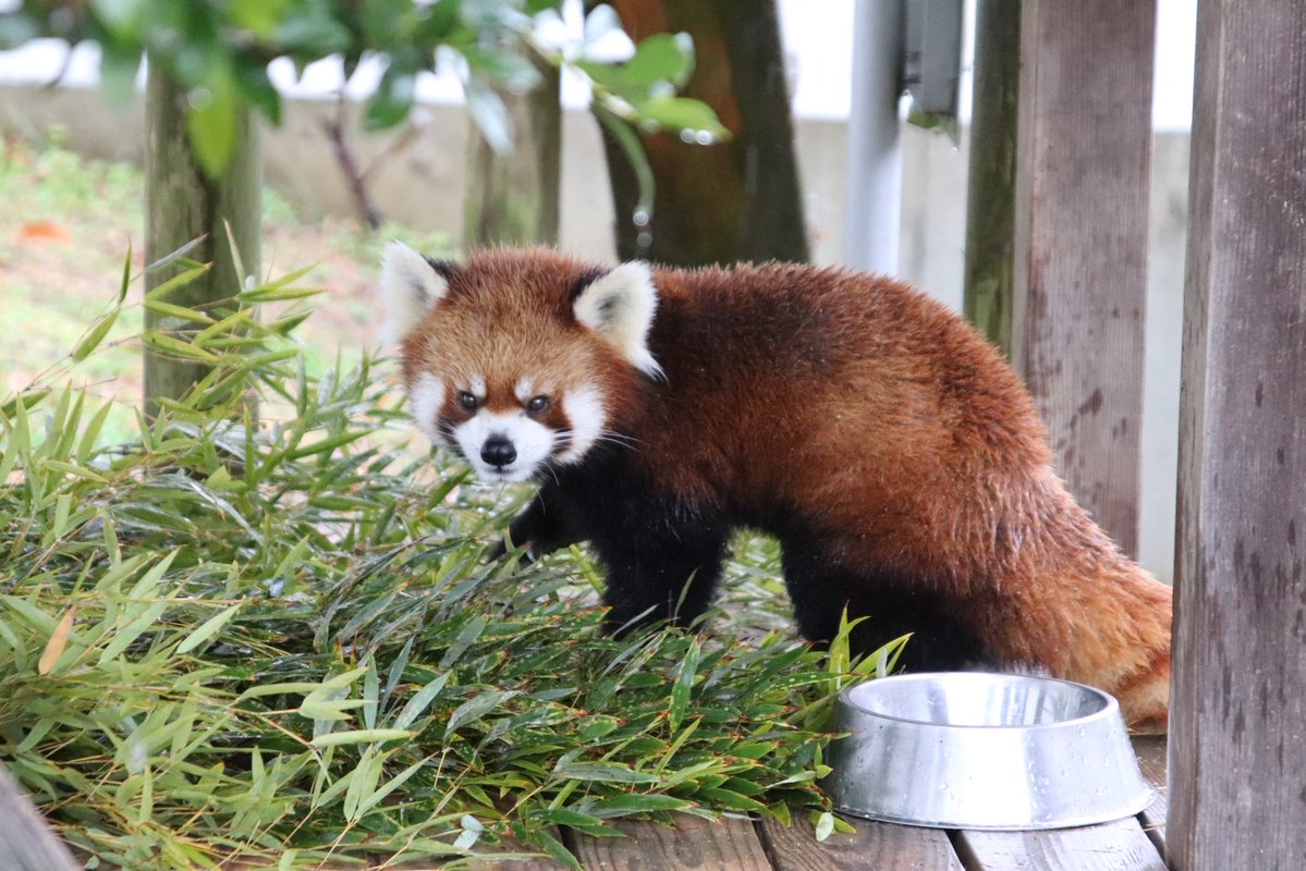 シール配りjoy93 (@joy93_redpanda) / Posts / X