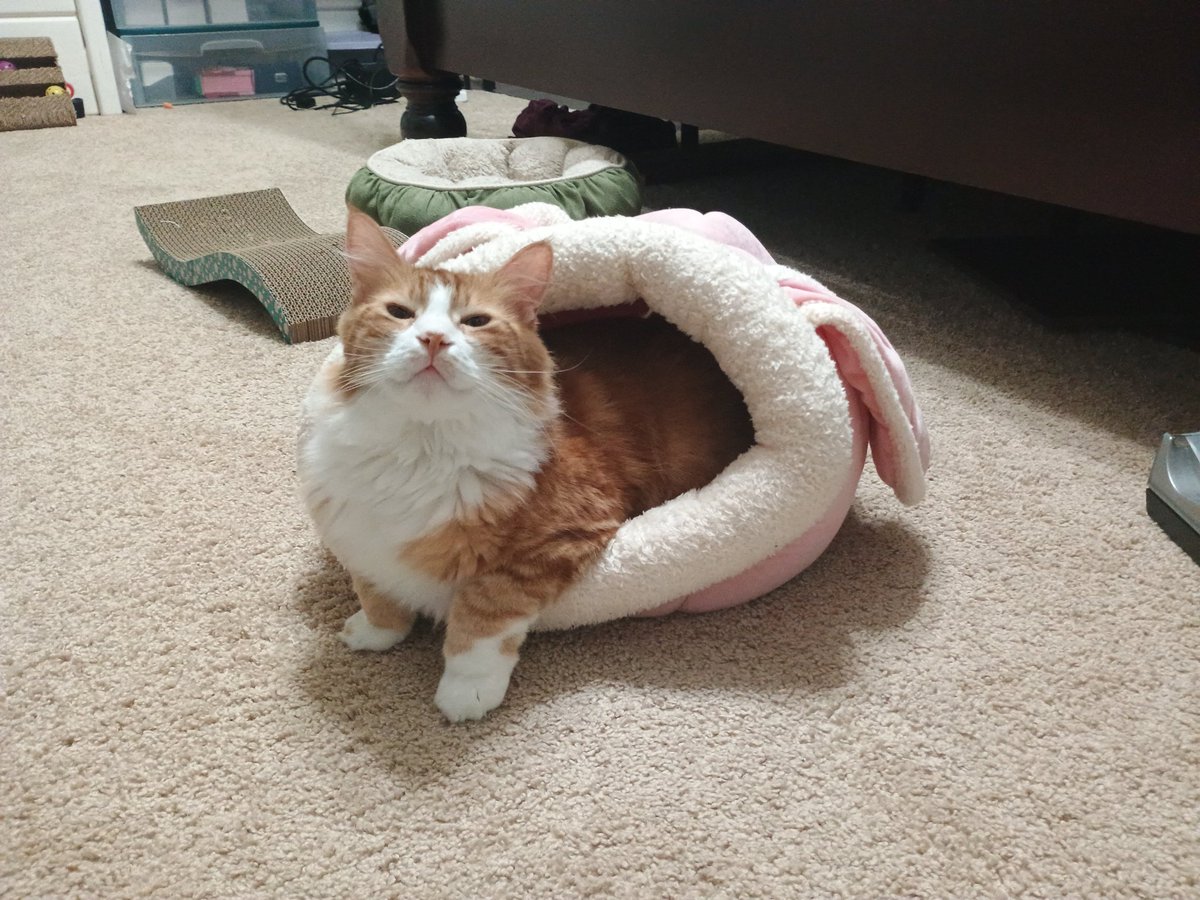 CagleCats's tweet image. Taro is now a Snail