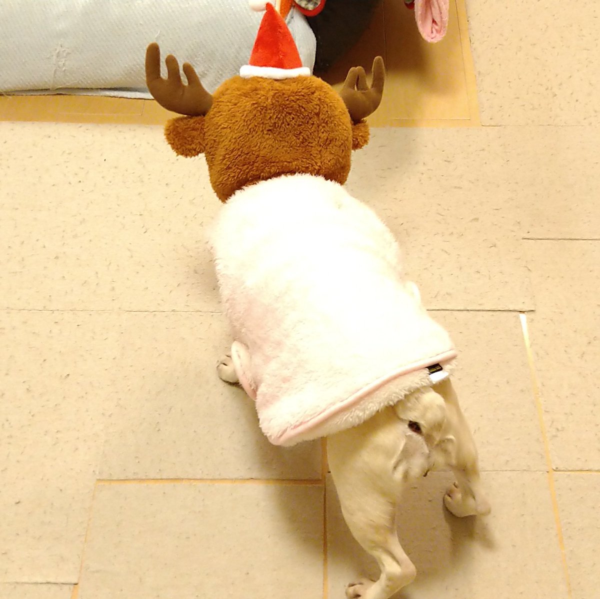 initial_kuro's tweet image. #2025年末バックショットグランプリ
疲れたトナカイ😅