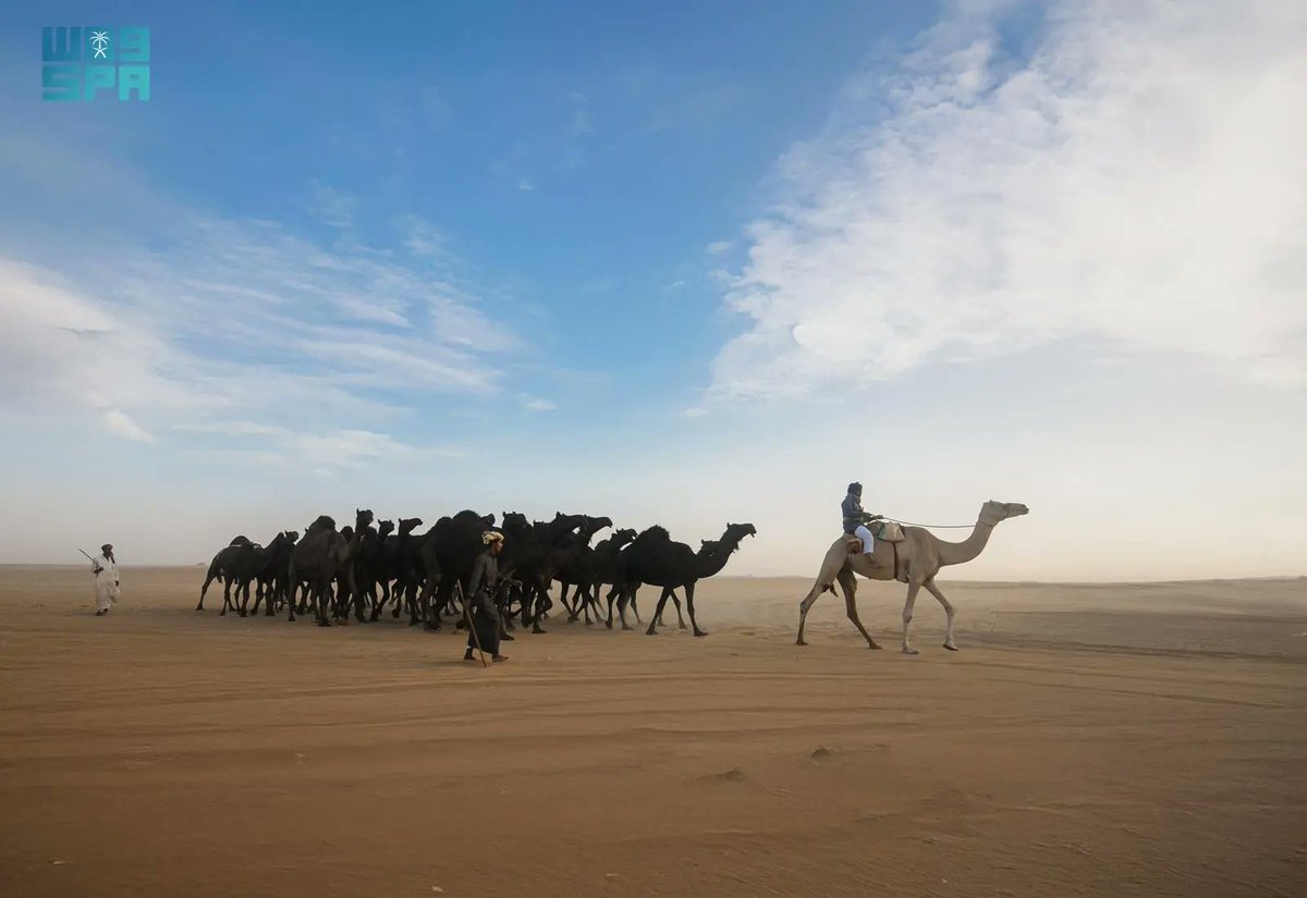 SPAqualitylife's tweet image. الإبل بنجران.. إرث متجذّر وصوت حاضر في ذاكرة الإنسان والمكان.
spa.gov.sa/ar/w2475461
#واس