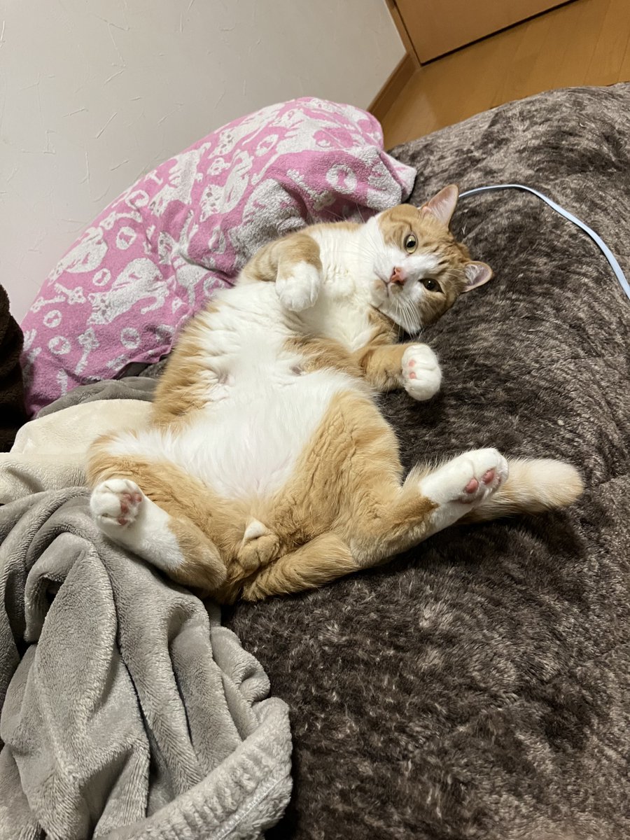 Post by ゆω君 on X: にゃんたま