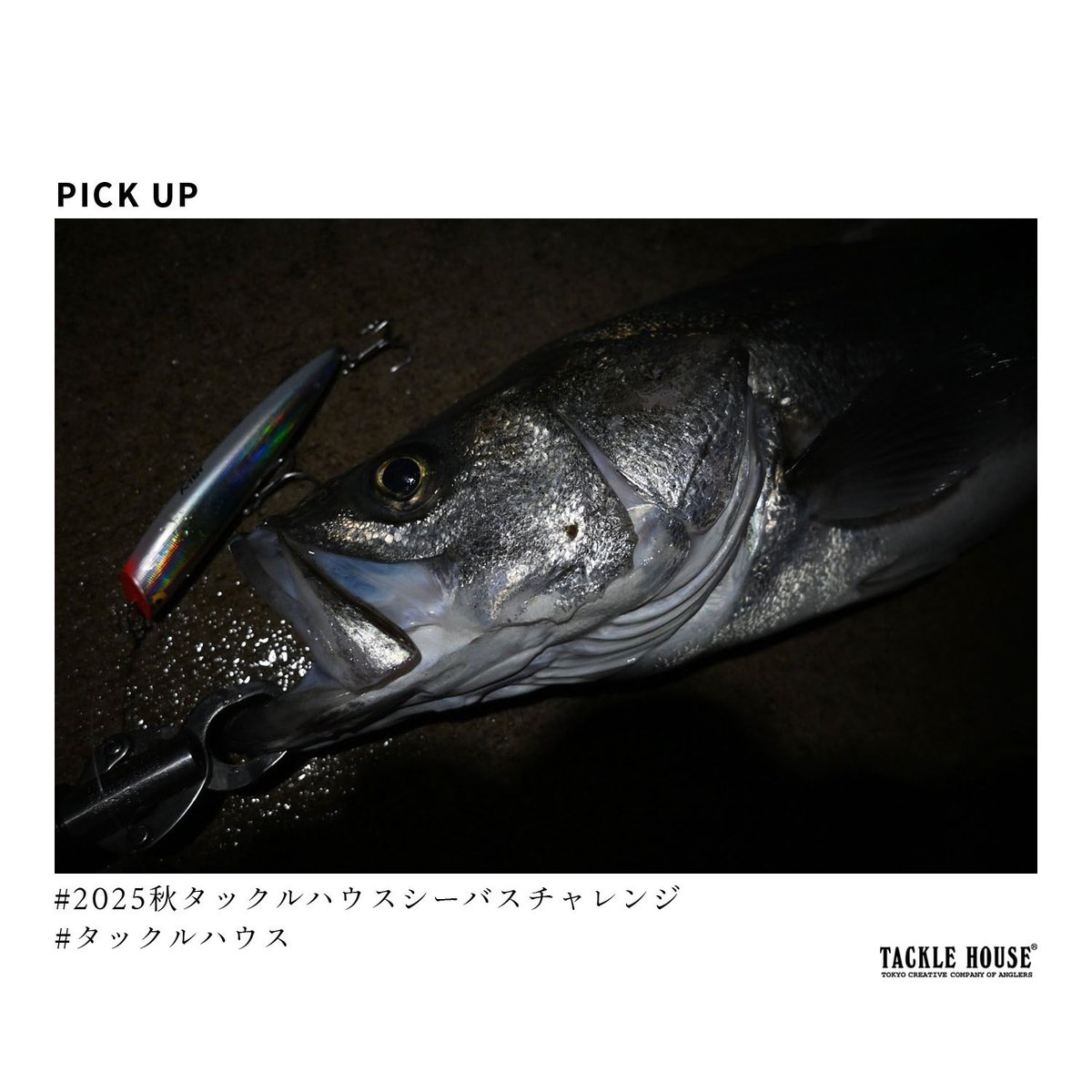 タックルハウス (@tacklehouse) / Posts / X
