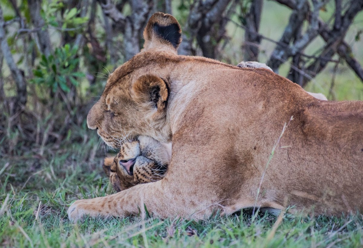 bownaankamal's tweet photo. The love – Fig Tree Pride Lionesses |Masai Mara | Kenya | Oct 2019
Photo by @bownaankamal
.
.
#figtreepride #savelions #masaimara #bigcatsofafruca #wildlifeofafrica https://t.co/4wgQkjC7mD