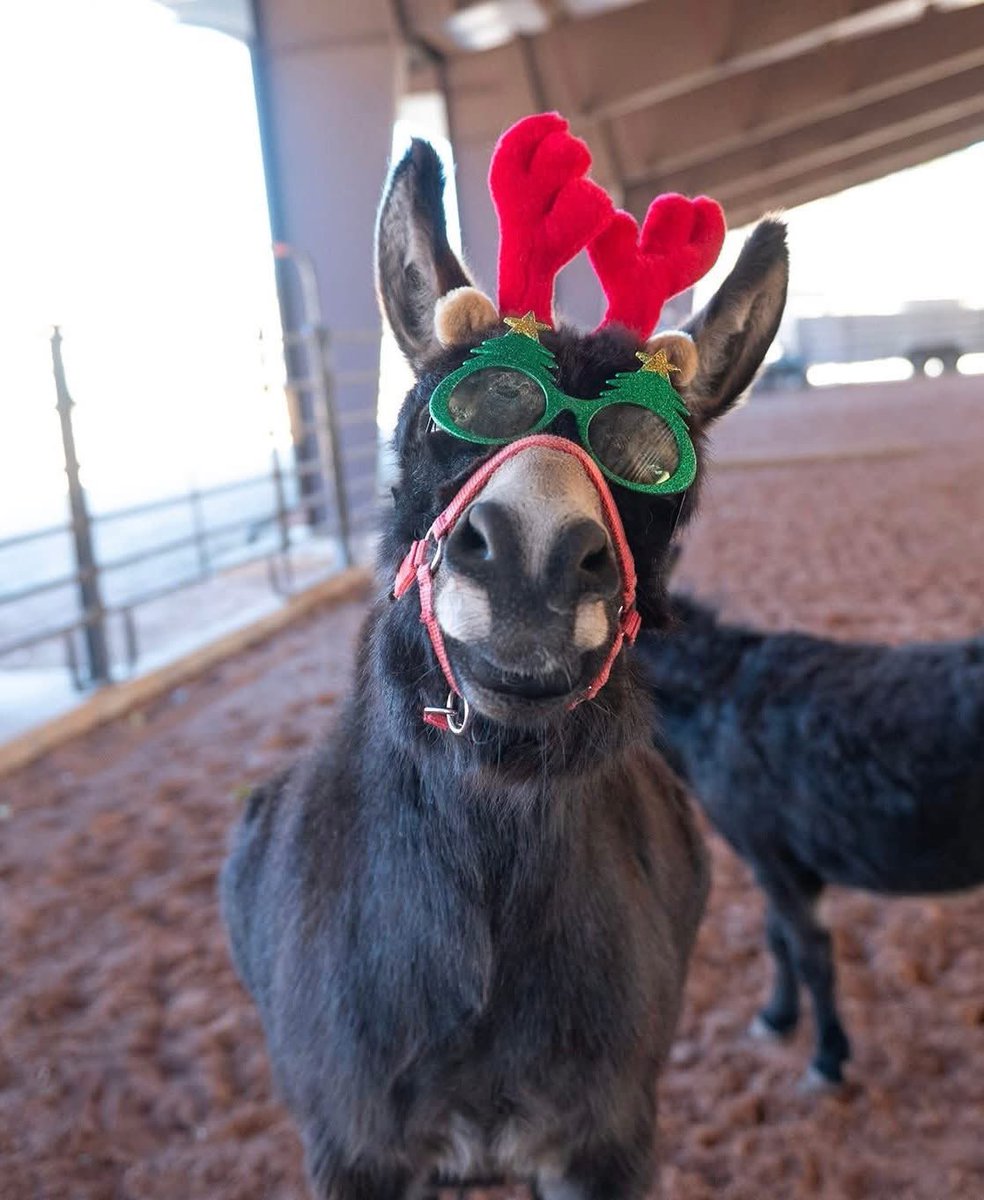 BackOffIBite1's tweet image. Merry Christmas or whatever