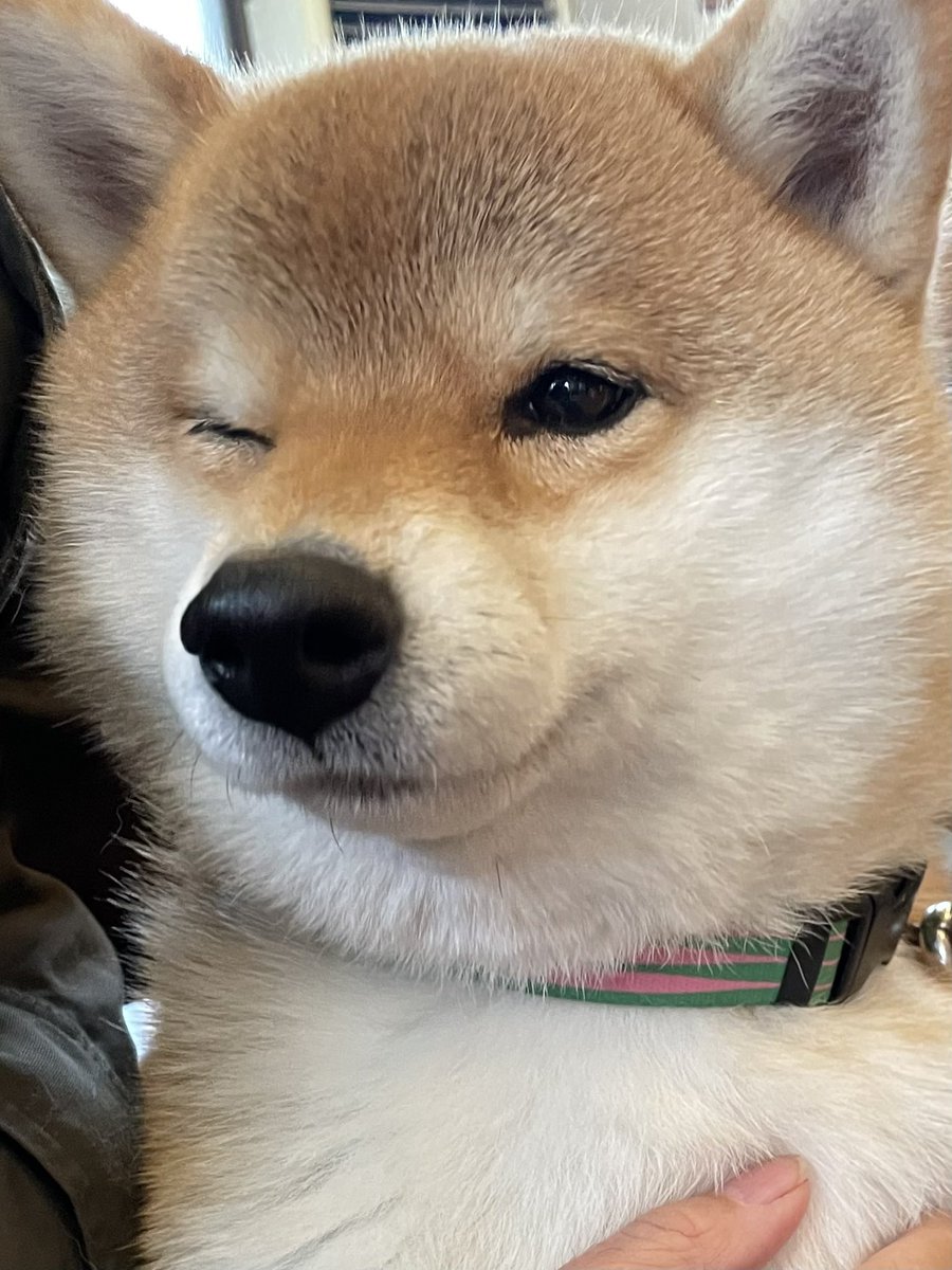 しば犬です。私の汗と涙が染み付いています。 しば犬です。私の汗と涙が染み付いています。