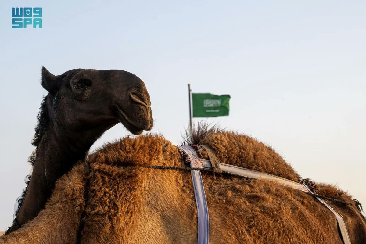 SPAqualitylife's tweet image. الإبل بنجران.. إرث متجذّر وصوت حاضر في ذاكرة الإنسان والمكان.
spa.gov.sa/ar/w2475461
#واس
