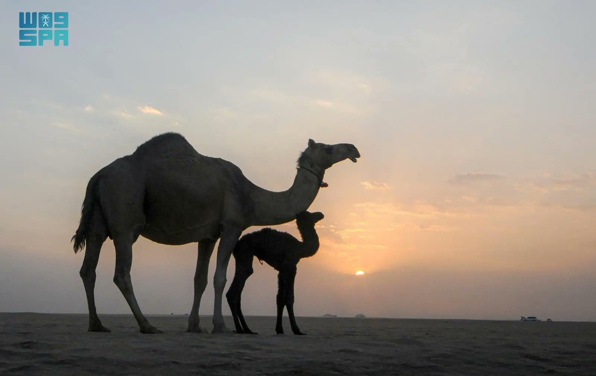 SPAqualitylife's tweet image. الإبل بنجران.. إرث متجذّر وصوت حاضر في ذاكرة الإنسان والمكان.
spa.gov.sa/ar/w2475461
#واس