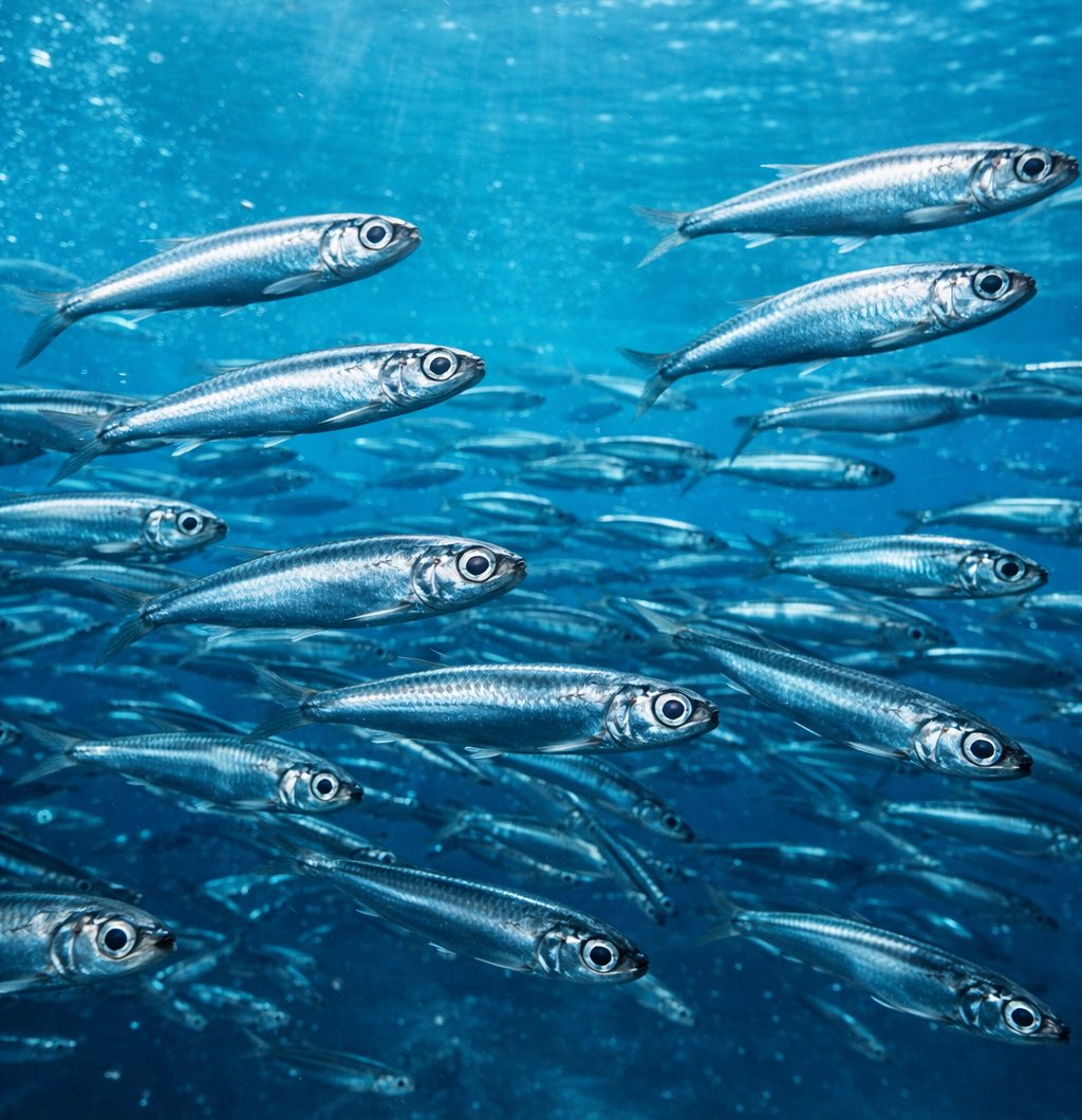 Karadeniz'de yoğun stresten bunalan hamsiler, Gürcistan'a  göç etmeye başladı.