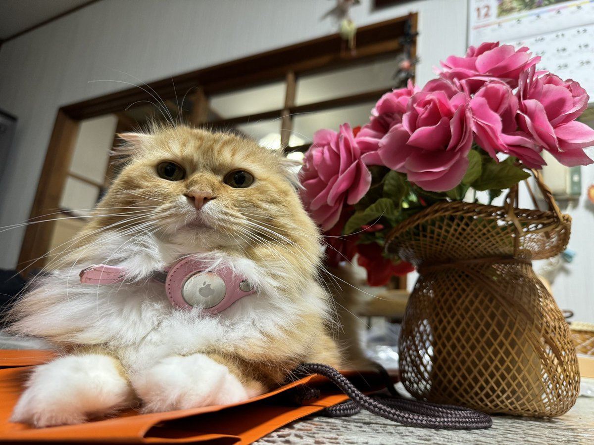 メリークリスマス🎄