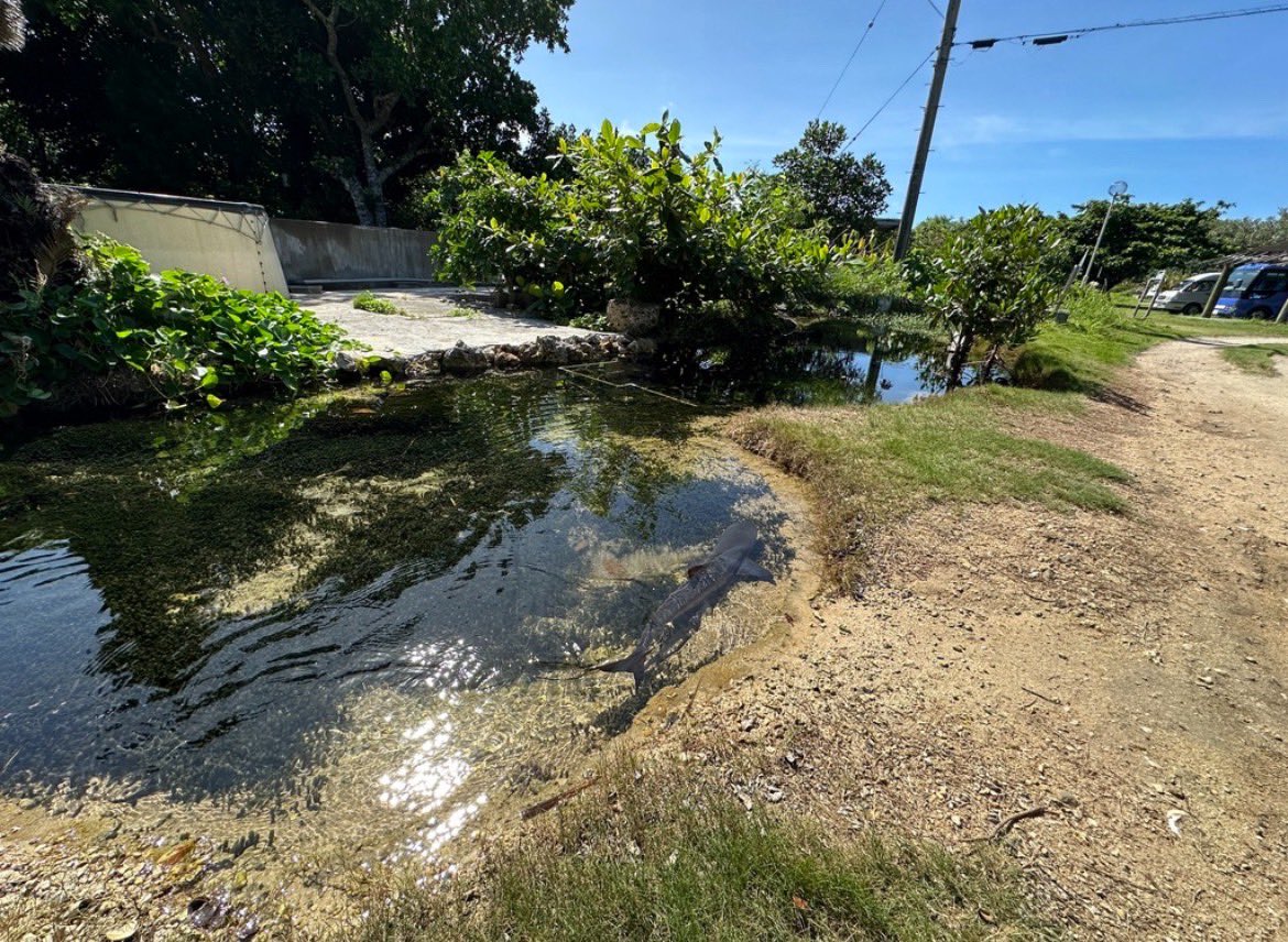冗談かと思ったら本当にサメいた