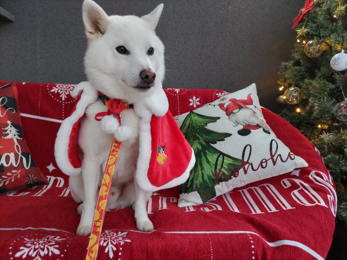 シロさん FpiibSDaIAE3xLs.jpg?format=jpg