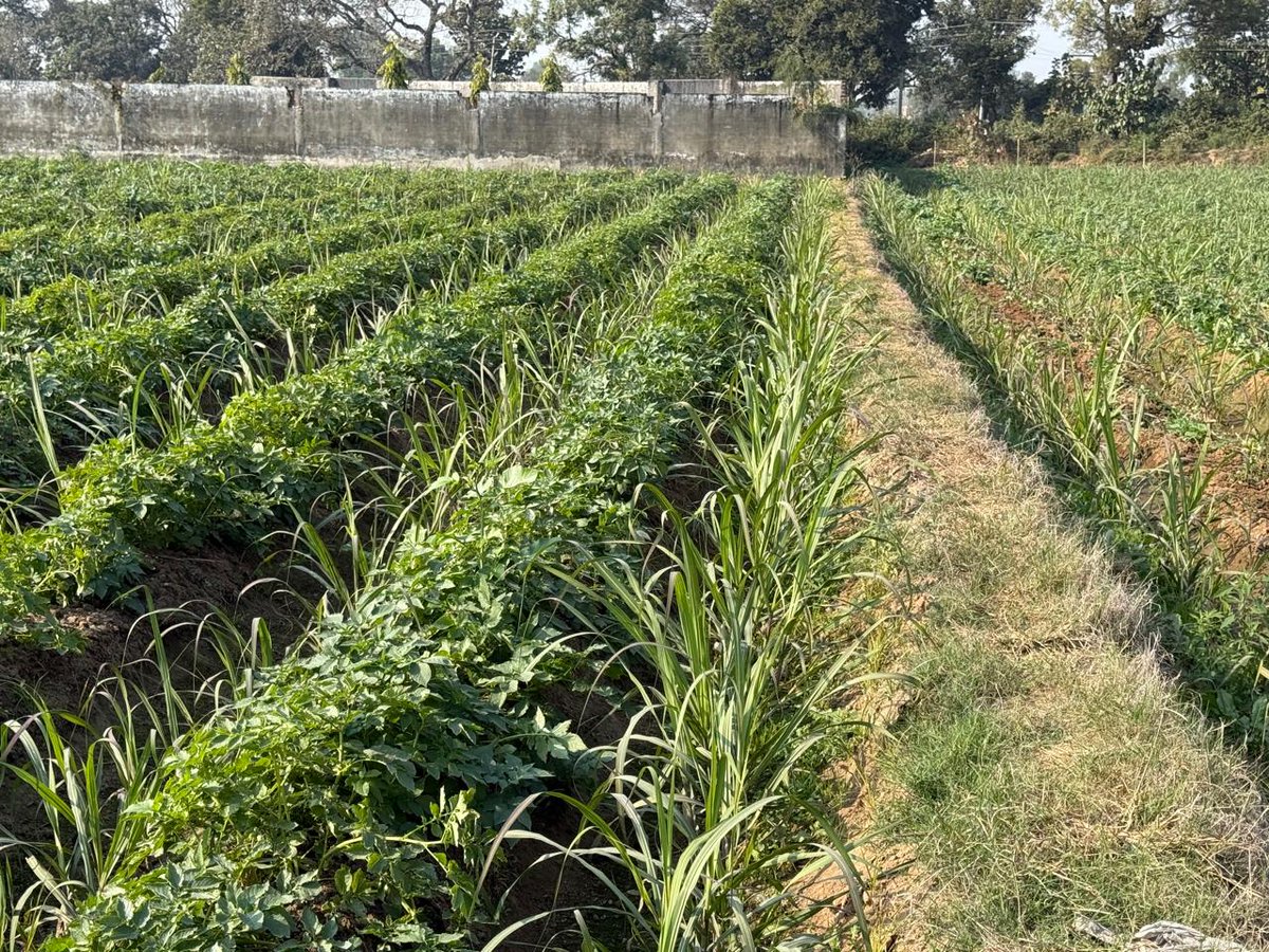 Om Prakash Singh Dycc Saharanpur उप गन्ना आयुक्त tweet media