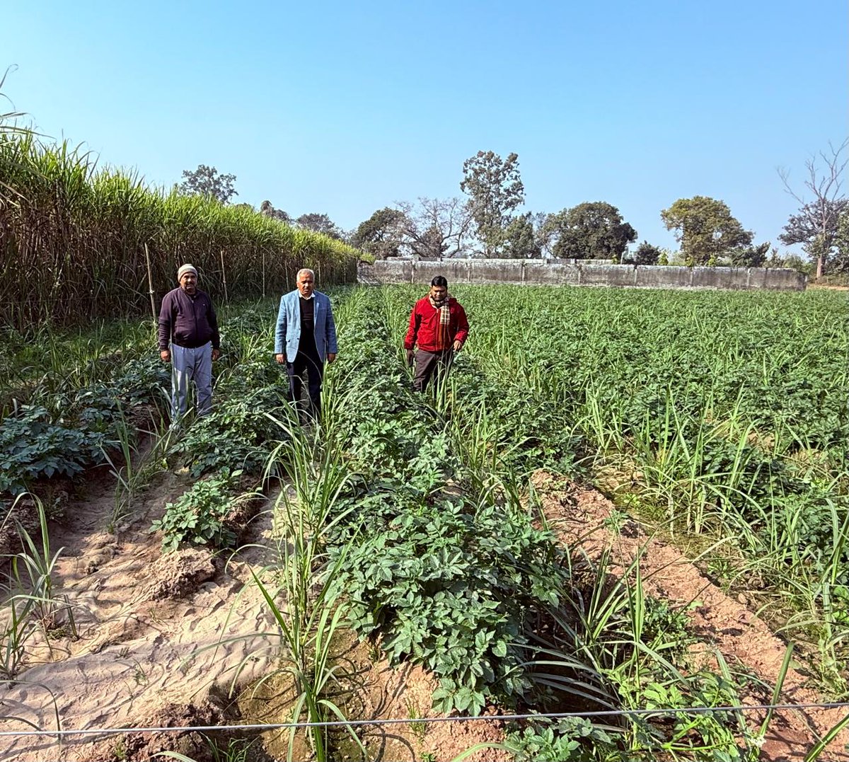 गन्ना और आलू
