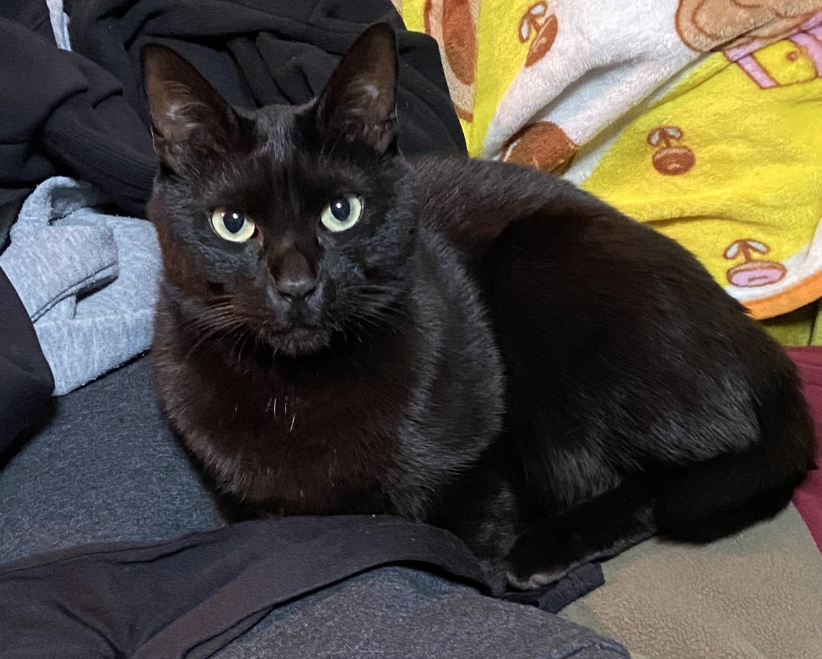 ポメポメページ ポメポメ/comms open (@morinopome2) on X