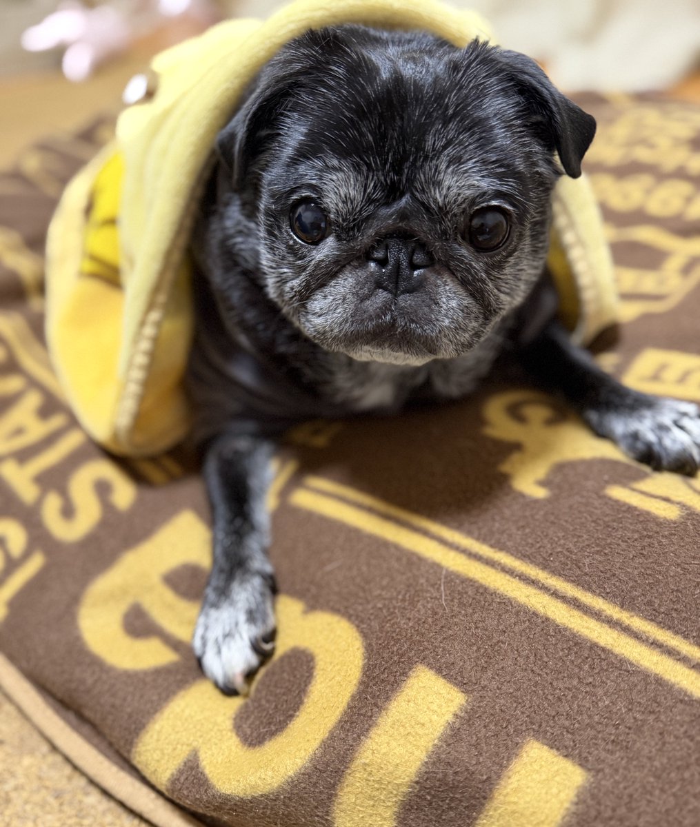 【325】しおんページ しおん (@shion925) / Posts / X